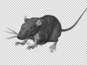 GRAY RAT – JUMP RUN LOOP – SIDE ANGLE – $10