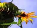 SUNFLOWER & BEE – PACK OF 4 – $12