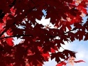 RED MAPLE LEAVES – PACK OF 10 – $20