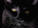 BLACK CAT – CLOSE HEAD – LOOP – $25