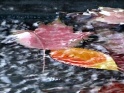 AUTUMN LEAVES IN RAIN – PACK OF 10 – $20
