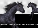 HORSE GALLOP – BLACK STALLION – LOOP – $11