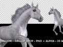 HORSE GALLOP – WHITE STALLION – LOOP – $11
