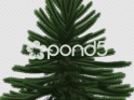 XMAS TREE – GREEN CLEAN – SPIN LOOP – CLOSE TILT – $25