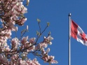 CANADA FLAG AND MAGNOLIA FLOWERS – $12