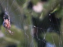 SPIDER ON FOREST WEB – LOOP – 01 – $10