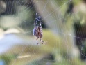 SPIDER ON FOREST WEB – LOOP – 02 – $10