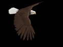 EAGLE – SOARING-TRANSITION – II – $25