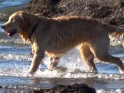 DOG ON BEACH – GOLDEN RETRIEVER – $12