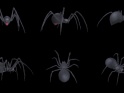 SPOOKY SPIDER – BLACK WIDOW – PACK OF 6 – $17