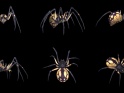 SPOOKY SPIDER – BLACK YELLOW – PACK OF 6 – $24